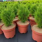 Tuja západná (Thuja occidentalis) ´TINY TIM´ - výška 20-30 cm, kont. C3L